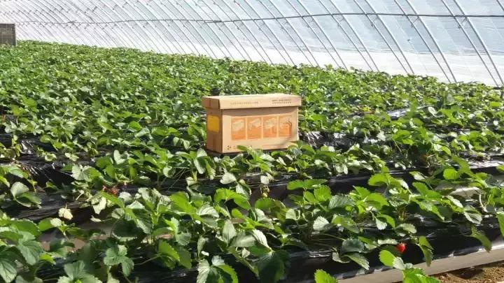 草莓蜜蜂过度授粉的危害,在草莓园被蜜蜂蛰了怎么办