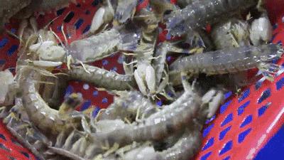 据说在天津，没有一只皮皮虾能活着走出去！