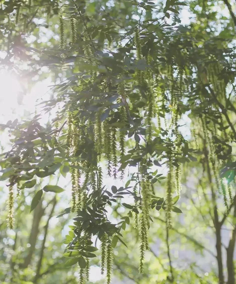 昆明市区旅游推荐避暑,昆明小众避暑景区推荐一下