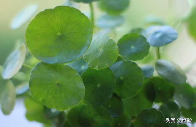 鱼缸怎么养铜钱草,大缸怎么养铜钱草