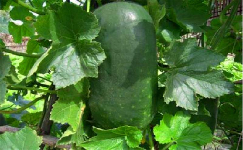 冬瓜正确的整枝打叉的方法,小冬瓜怎么整枝打叉结瓜多