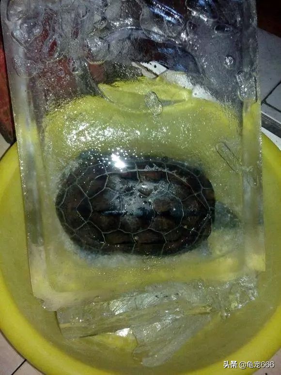 龟被冻成冰块,龟怎样处理