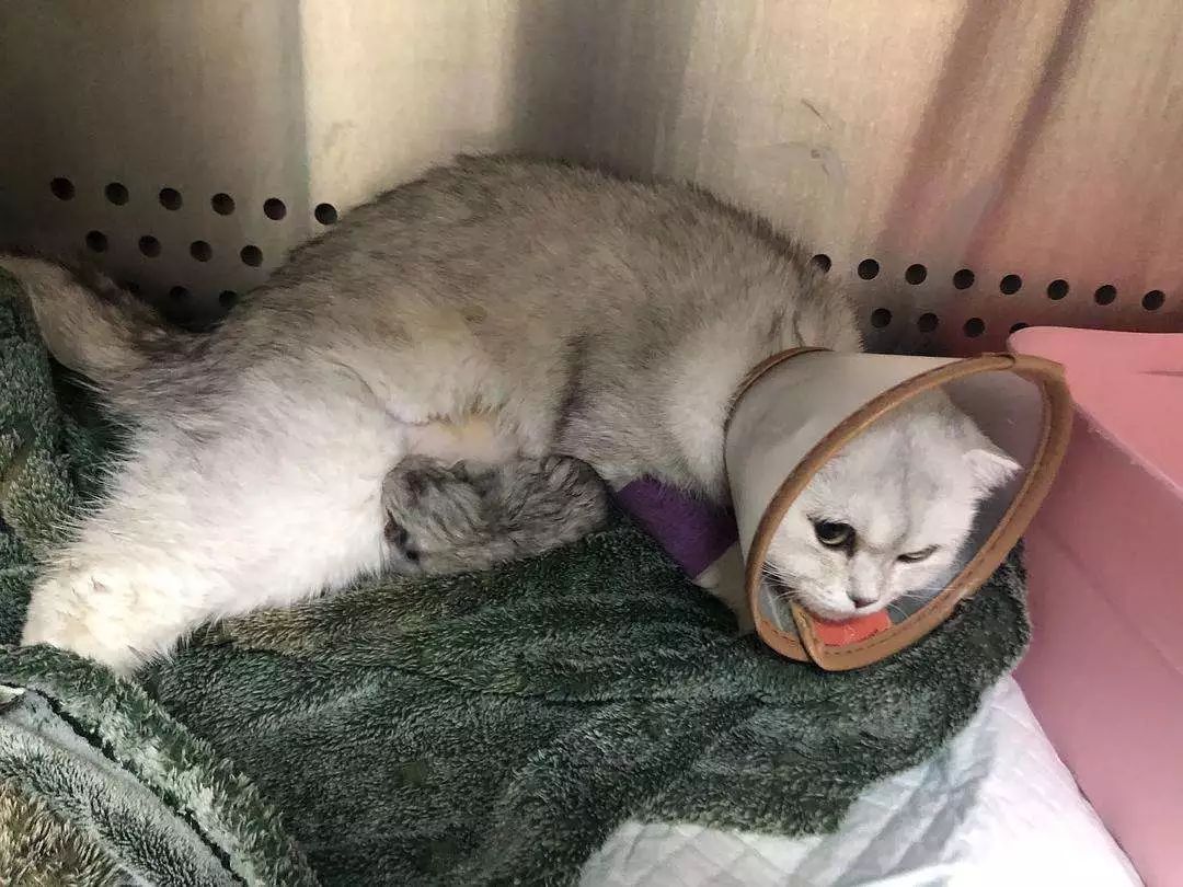 辟谣,猫咪想要毛发好就要多挨冻?需知低温会导致多种“猫病”