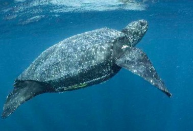 世界上最大的龟将近2000斤,世界上最大的体型的龟