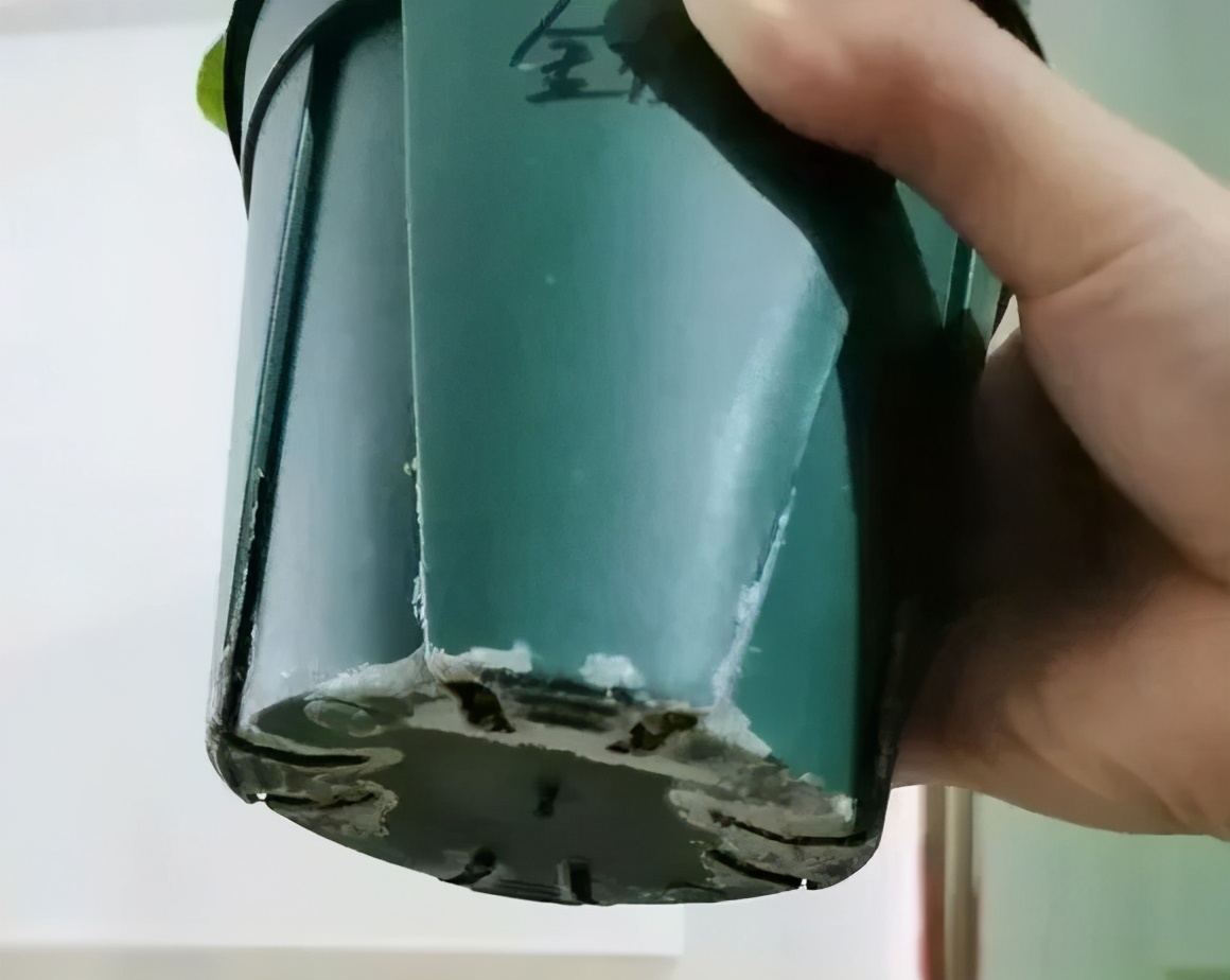 换盆黄叶掉叶,黄叶换盆最佳时间