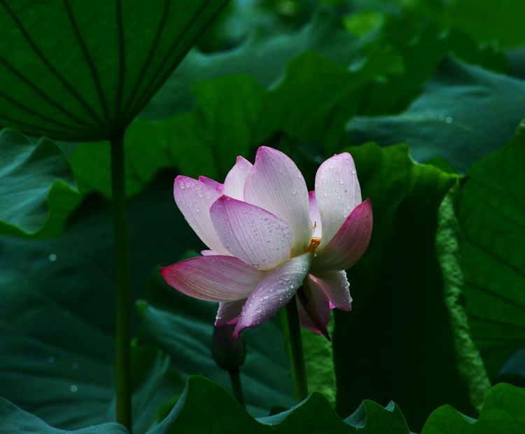 涔愯嚦鑽疯姳鎽勫奖浣滃搧娆ｈ祻,涔愯嚦鍗拌薄鎽勫奖