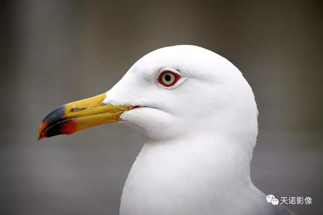 一万预算买徕卡,新手入门相机推荐1000元以内徕卡