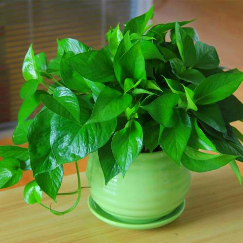 绿萝加什么药长得好,如何让绿萝叶片上的黄色斑点增加