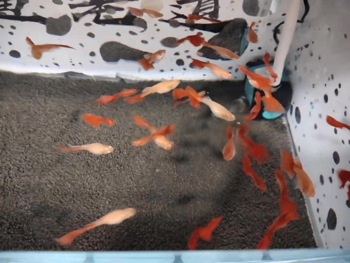 孔雀鱼突然没动静了什么原因,孔雀鱼怎么判断病好了没