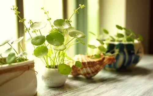 铜钱草爆盆的正确方法,如何让铜钱草快速爆盆