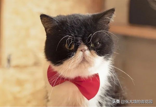 猫咪生过小猫还要绝育吗,为什么不建议猫生一窝再绝育