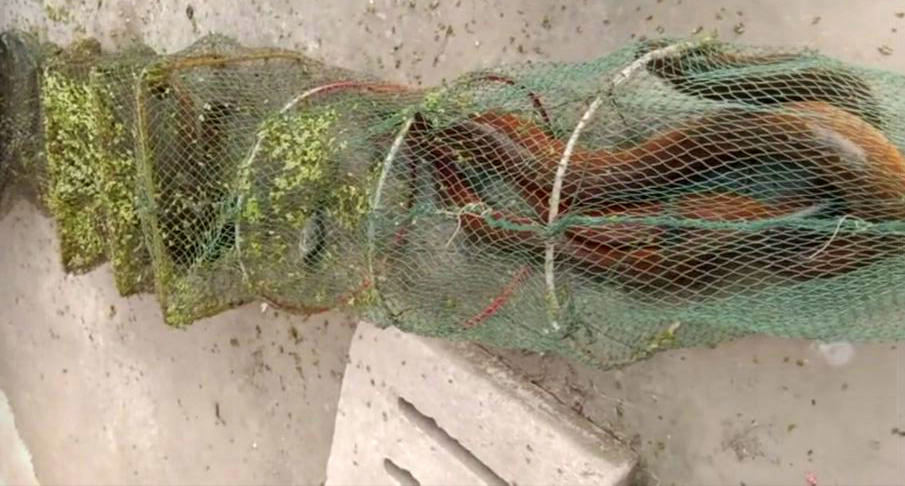 野外徒手抓巨型鳝鱼,广西人捕捉十多斤黄鳝