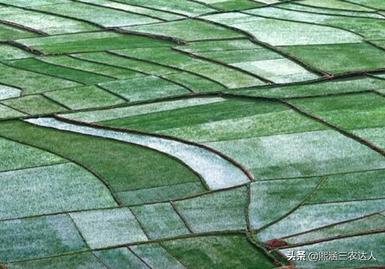 水稻苗期烂秧病的防治方法,水稻烂田怎么插秧