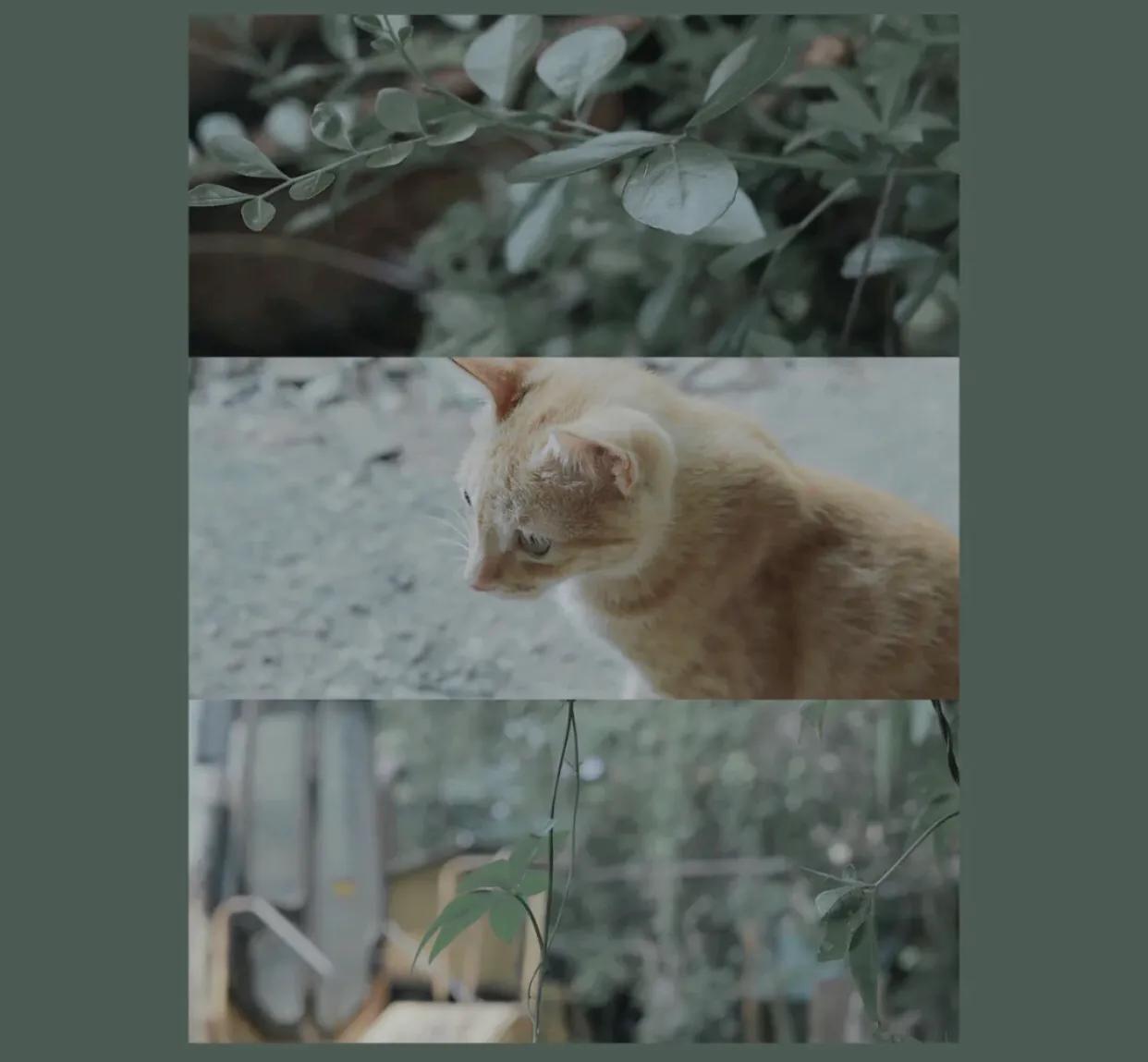 用黄油相机黑金调色教程,黄油相机风景调色