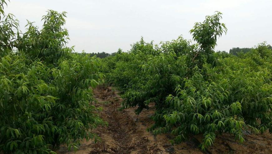 黄桃种植方法全过程,黄桃嫁接用什么砧木最好