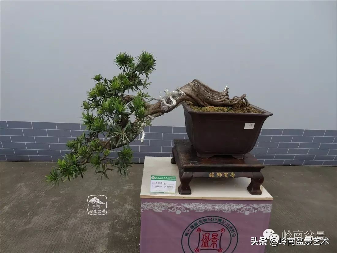 罗汉松盆景开运招财，非其莫属！清风雅韵，当之无愧！