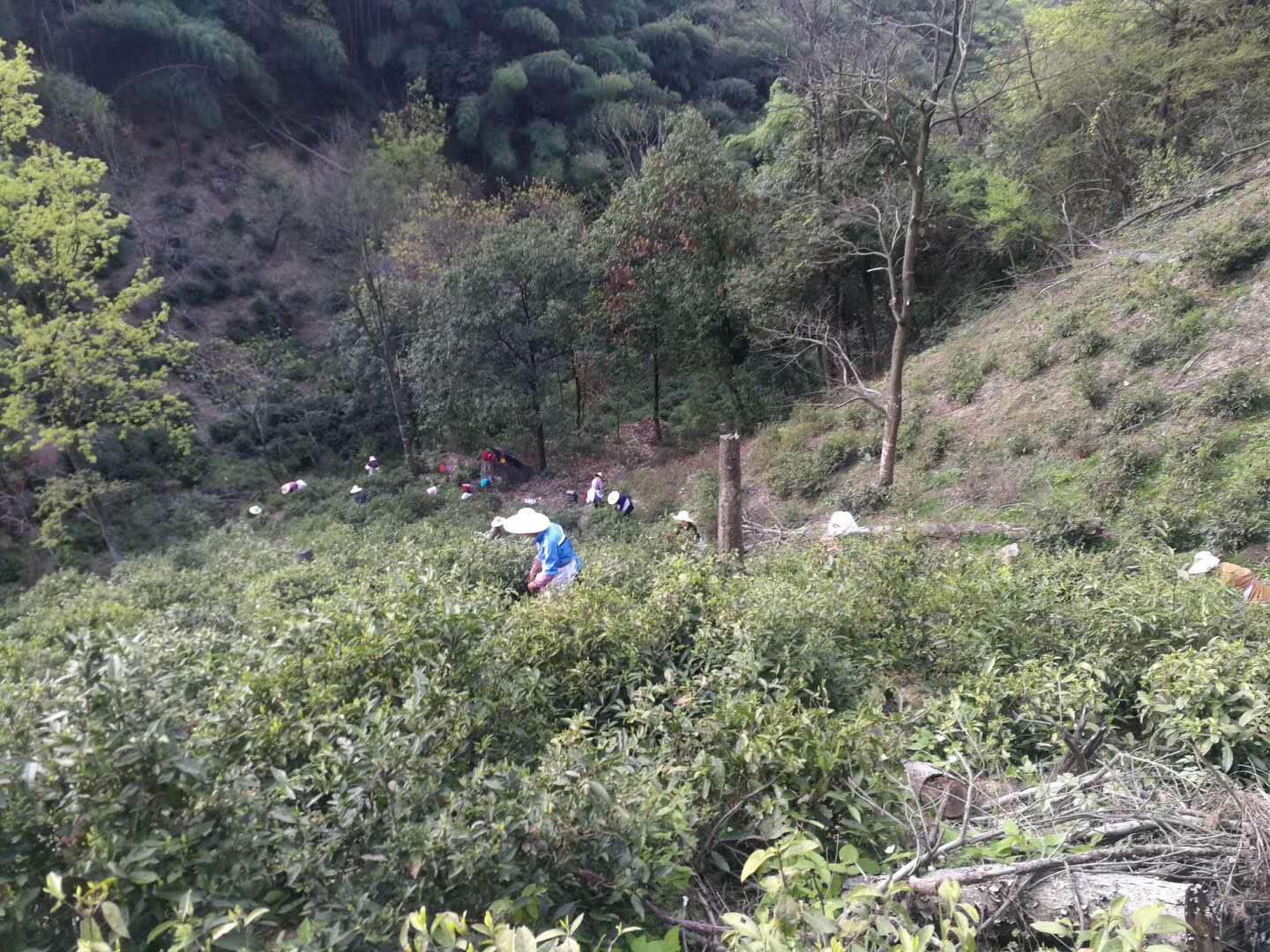 春风三四月,霄坑春茶不负卿