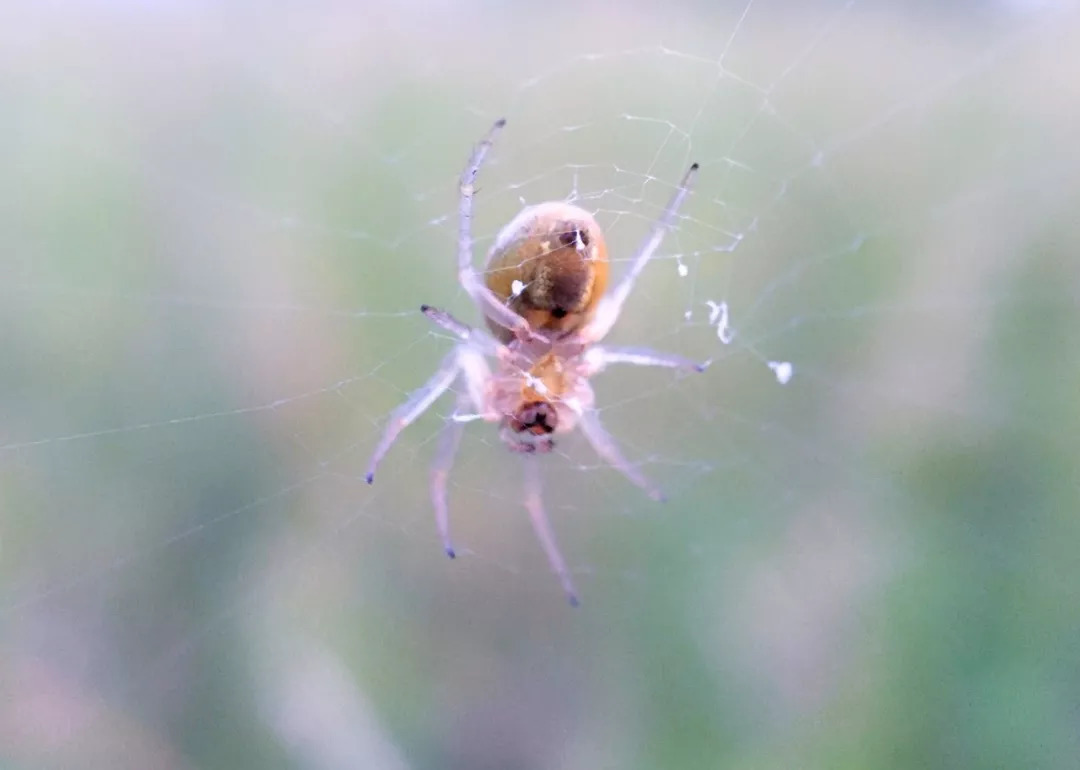 四年级我的奇思妙想习作,四年级小学奇思妙想习作