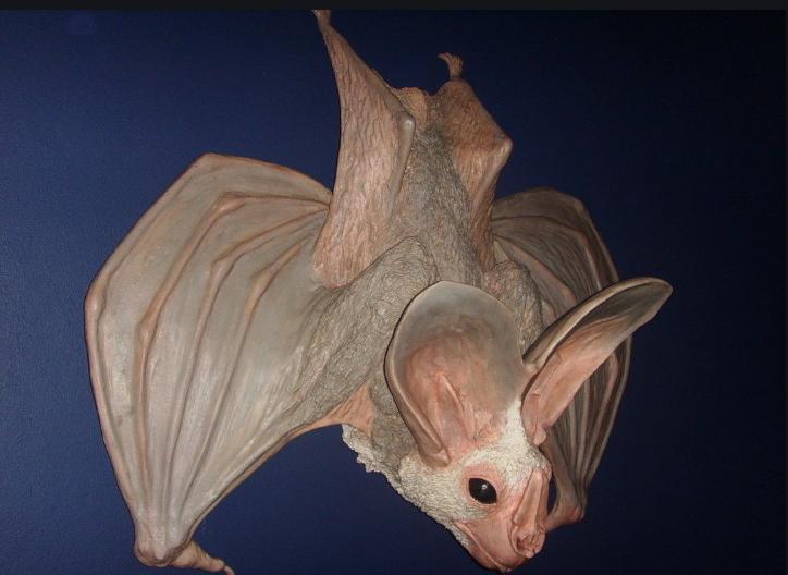 蝙蝠如何吃,李时珍说蝙蝠