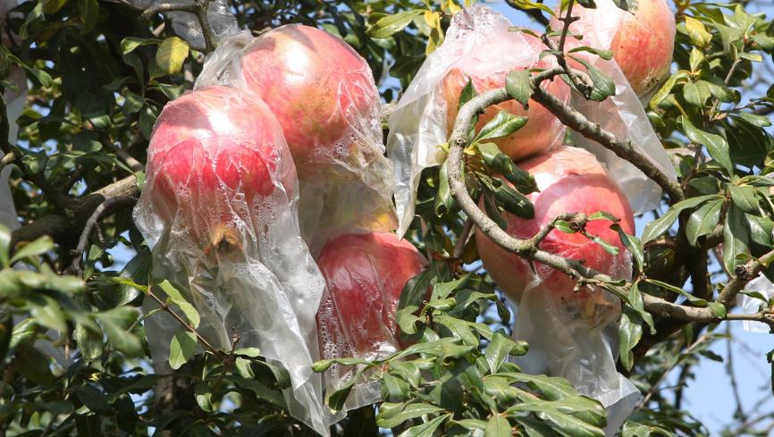 石榴开花结果晚原因,石榴结果酸涩怎么办