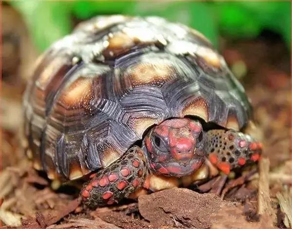 你知道乌龟能活多少岁吗,巴西涂了漆的龟能活多久