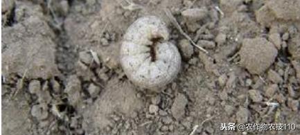 2021年温室大棚甜瓜种植技术,最好的大棚甜瓜种植方法