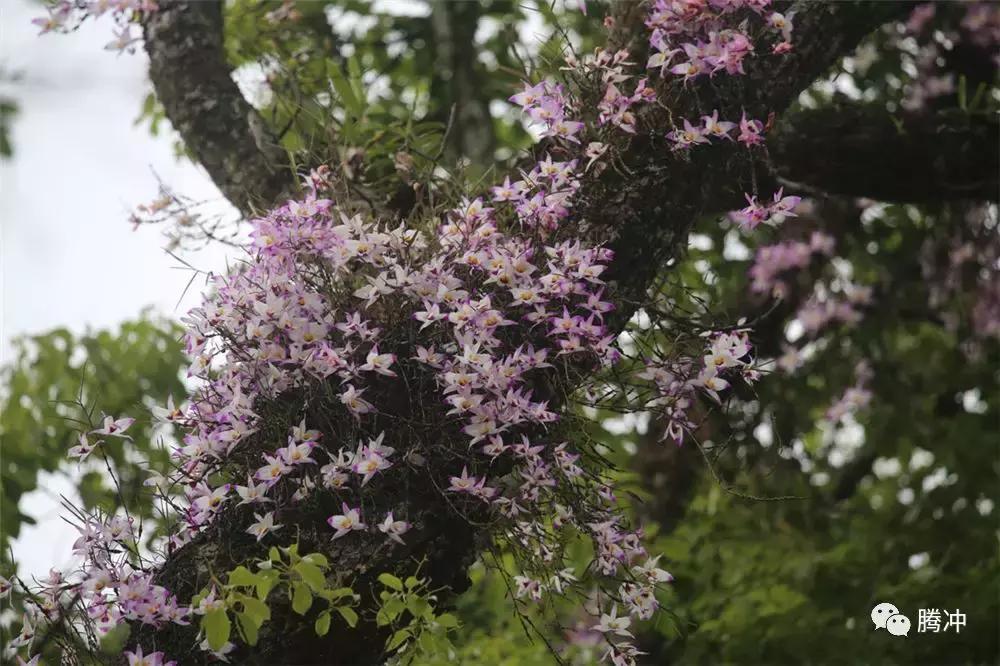 云南腾冲景区图片,云南腾冲山清水秀好风光