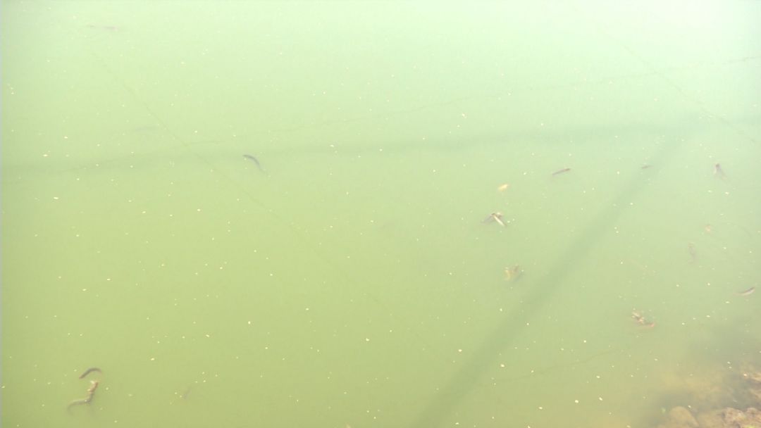 创富新发现：体质强健生长快，台湾泥鳅效益红火！