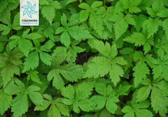 葎草小偏方,一日一草的作用