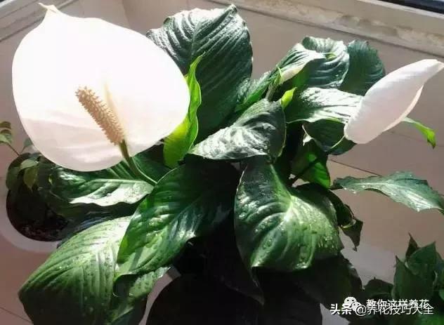 绿萝吊兰怎么去甲醛,这4种花比吊兰绿萝好养