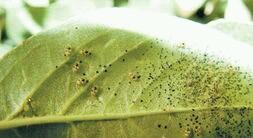 杨树如何防止虫害,杨树螨类虫害怎么治疗