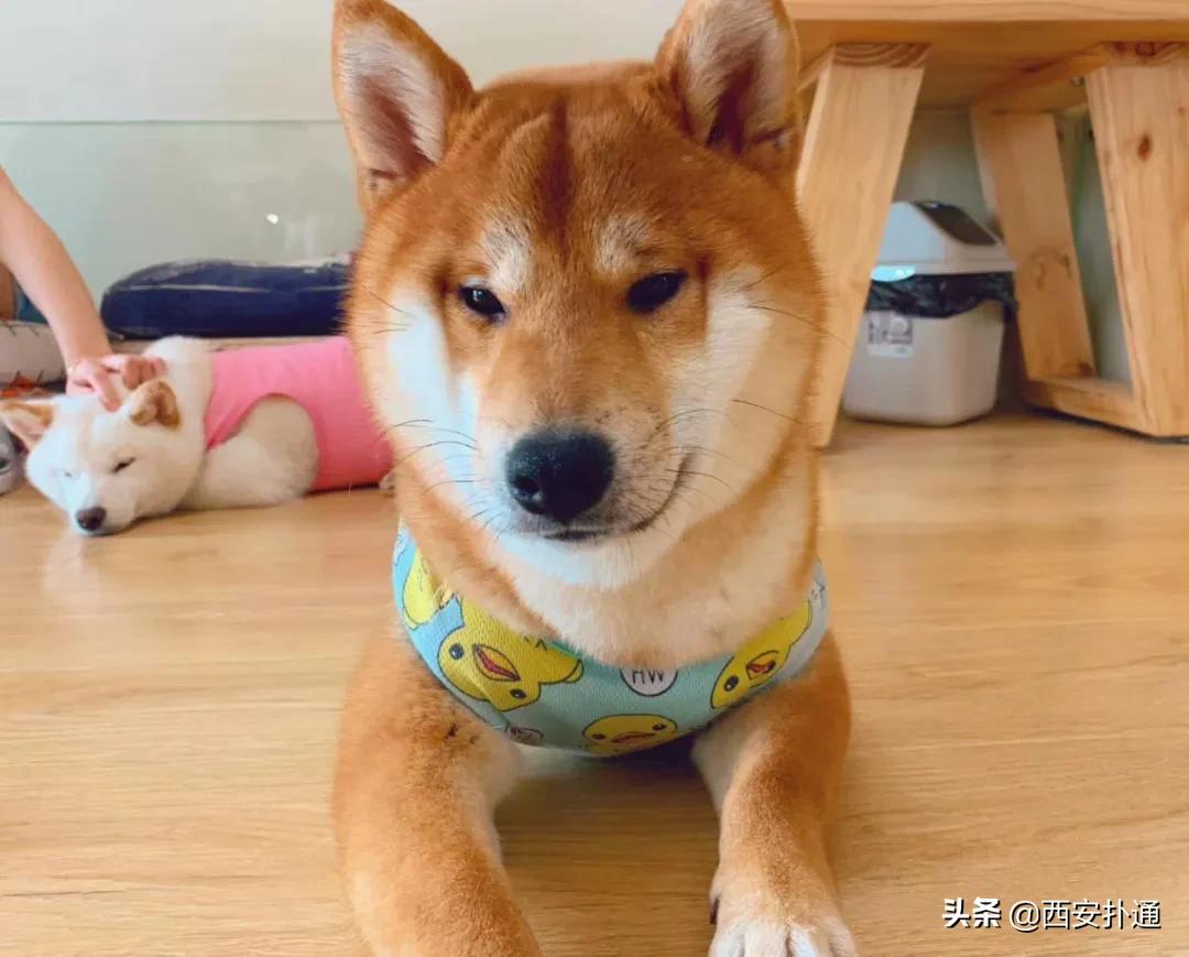 西安撸兔店,西安撸兔体验馆团购