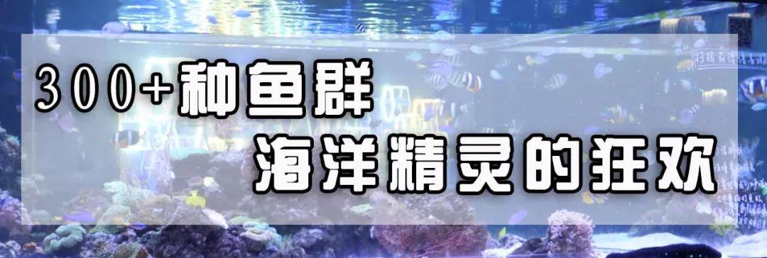 绚丽珊瑚海300+种海底生物，火爆盆友圈的网红打卡圣地就在中山路