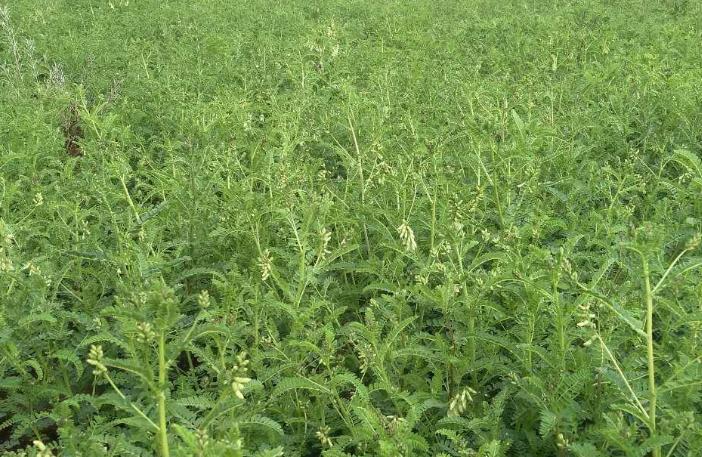 刺椒与黄芪复合种植，种植户需记住这些管理方法，及病虫害防治