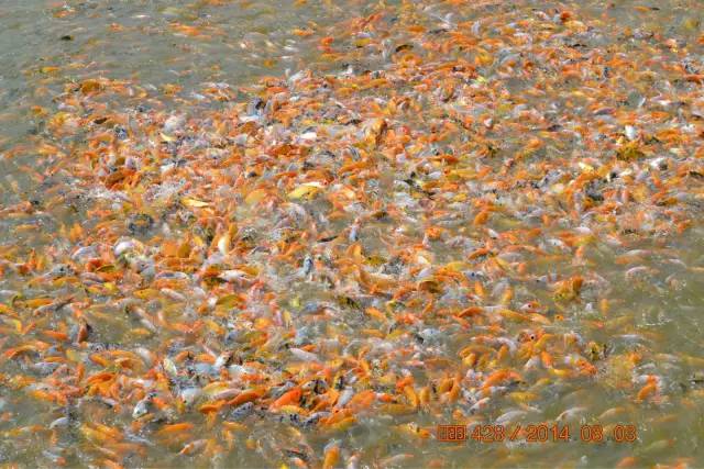 湖南最好的锦鲤养殖基地,湘潭锦鲤养殖