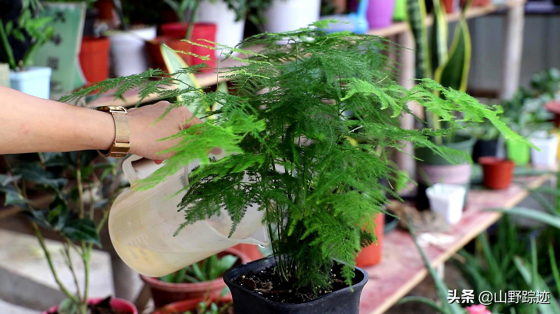 遇到花掉叶黄不如试试这一物,只需加一勺,会有意想不到的效果