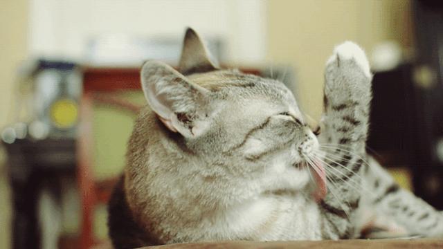 猫狗驱虫环哪个牌子好用,驱虫项圈有害宠物吗