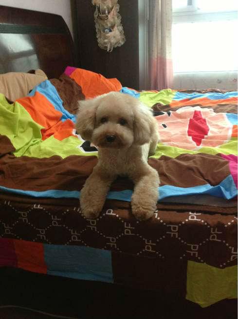 怎样挑选适合泰迪的狗粮,怎么挑选正宗泰迪幼犬狗粮