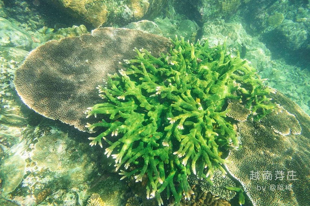 中国可浮潜的海湾,世界最美且可以浮潜十大海滩