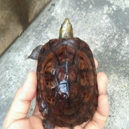 龟冬眠的注意事项视频,龟缸养龟要冬眠吗