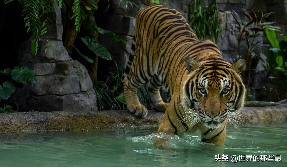 棕熊比老虎大多少,棕熊和老虎哪个力量大
