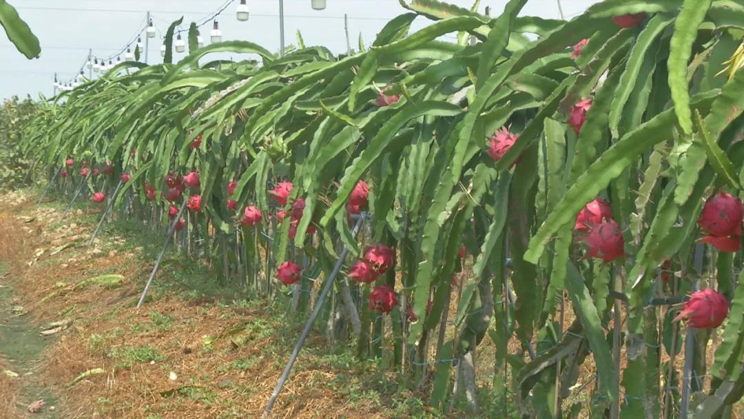 吴川富豪最多的村,吴川富豪最多是哪个镇