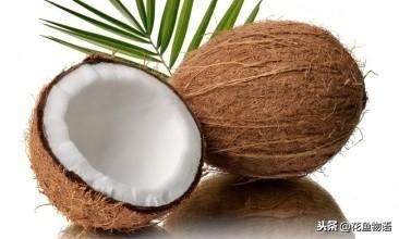 椰子树属于什么类植物,椰子树是热带还是亚热带植物