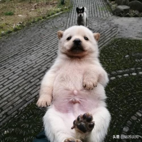 土狗为何只有中华田园犬这么贵,中华田园犬有多省钱