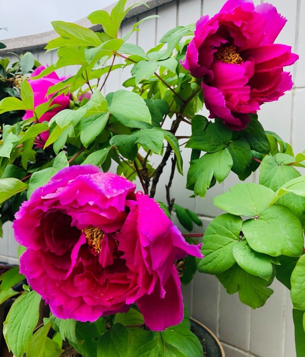 牡丹花的盆栽技术与养殖方法,牡丹花怎么栽培开花快