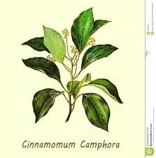 法国梧桐树转世(中英双语)