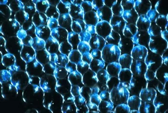 水产养殖藻类老化是怎样的,水产养殖显微镜下各种藻类