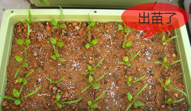 北方冬季小拱棚种菠菜可以吗,家庭阳台菠菜种植方法全过程