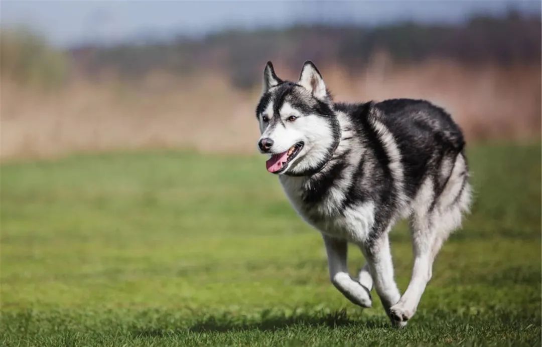 三阳哈士奇优缺点,哈士奇优缺点有哪些