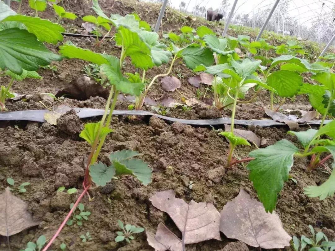 草莓不肥怎么办,草莓不旺长怎么办